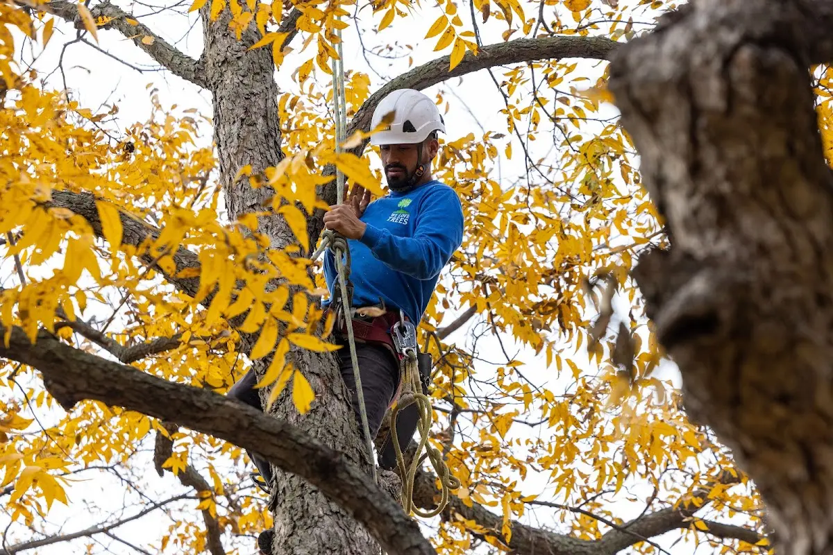 Skilled Tree Pruning crew working in Mount Eaton