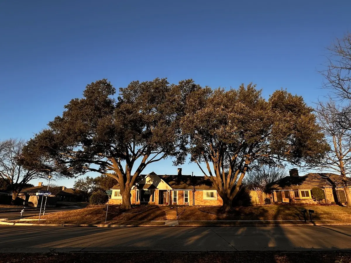 Established residential canopy tree shading a home in Mount Eaton